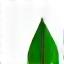 Green leaf icon